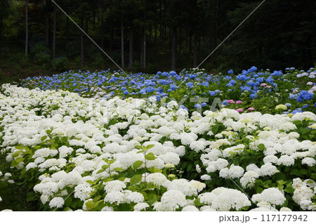 岩手県一関市舞川原沢 紫陽花の名所みちのくあじさい園 あじさい畑の白いあじさいアナベルやヒメアジサイ 岩手県一関市舞川原沢 紫陽花の名所みちのくあじさい園 あじさい畑の白いあじさいアナベルやヒメアジサイ 117177942