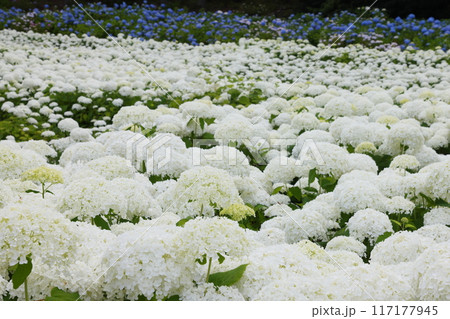 岩手県一関市舞川原沢　紫陽花の名所みちのくあじさい園　あじさい畑の白いあじさいアナベルやヒメアジサイ 117177945