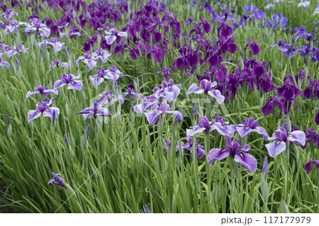 ハナショウブの花 117177979