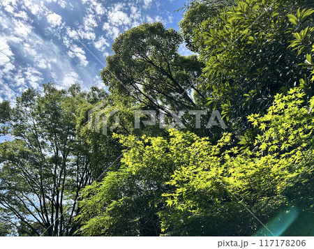 空と雲と樹木 空と雲と樹木 117178206