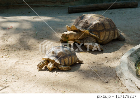 African sulcata tortoise in natural habitat 117178217