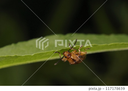 生き物　昆虫　イチゴハムシ、体には短い毛が密生していますが前胸背板中央部は毛が無くツルツル 117178639