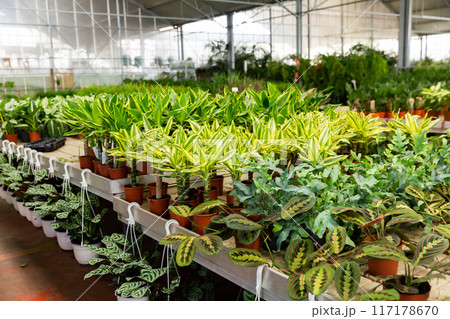Pots with sprouts of indoor plants in floral Pots with sprouts of indoor plants in floral 117178670