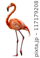 An adorable flamingo in orange and white shades. A pink flamingo gracefully balances on its hind legs. showcasing its elegant feathers and unique stance. 117179208
