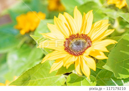 家の周りの草花　四季の色々　早春の花壇に小さなヒマワリの花が咲きました 117179210