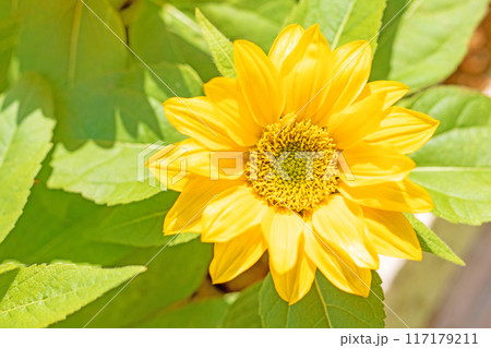 家の周りの草花　四季の色々　早春の花壇に小さなヒマワリの花が咲きました 117179211