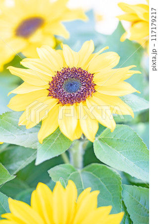 家の周りの草花 四季の色々 早春の花壇に小さなヒマワリの花が咲きました 家の周りの草花 四季の色々 早春の花壇に小さなヒマワリの花が咲きました 117179217