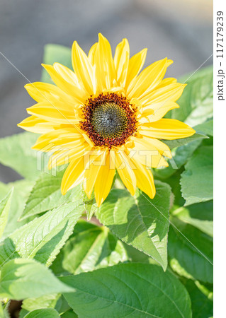 家の周りの草花 四季の色々 早春の花壇に小さなヒマワリの花が咲きました 家の周りの草花 四季の色々 早春の花壇に小さなヒマワリの花が咲きました 117179239
