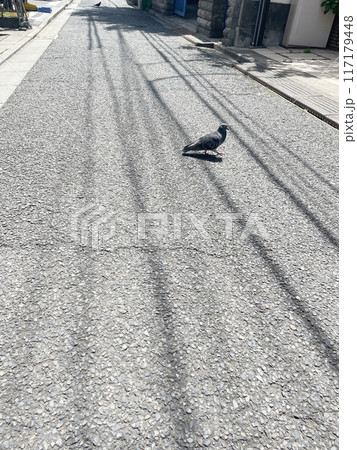 2羽の鳩　住宅街を闊歩 117179448