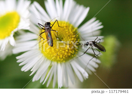 ヒメジョオン（姫女苑）の花の蜜を吸うヒトスジシマカ（一筋縞蚊） 117179461