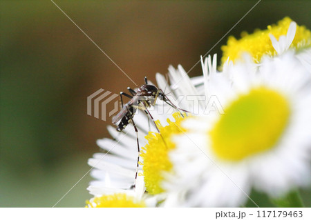 ヒメジョオン(姫女苑)の花の蜜を吸うヒトスジシマカ(一筋縞蚊) ヒメジョオン(姫女苑)の花の蜜を吸うヒトスジシマカ(一筋縞蚊) 117179463