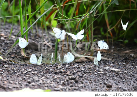 集団給水するエゾスジクロチョウ　 117179536