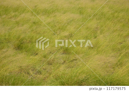 野原 野原 117179575