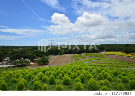 国営ひたち海浜公園 2023-8-12 #49 国営ひたち海浜公園 2023-8-12 #49 117179927