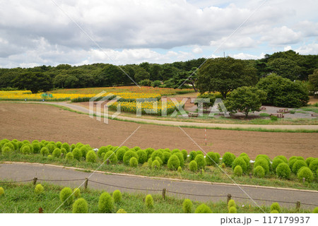 国営ひたち海浜公園　2023-8-12　＃43 117179937