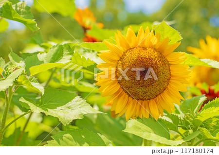 家の周りの草花　四季の色々　初夏の花畑に大輪のヒマワリの花が咲きました 117180174