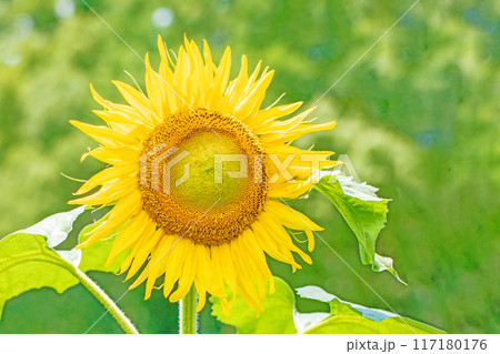 家の周りの草花　四季の色々　初夏の花畑に大輪のヒマワリの花が咲きました 117180176