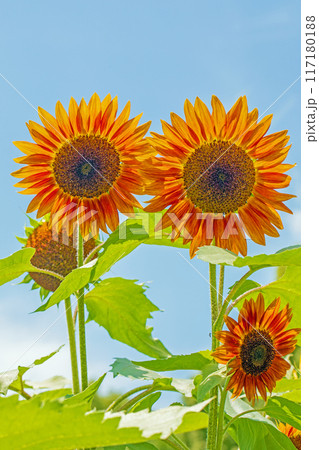 家の周りの草花 四季の色々 初夏の花畑に大輪のヒマワリの花が咲きました 家の周りの草花 四季の色々 初夏の花畑に大輪のヒマワリの花が咲きました 117180188