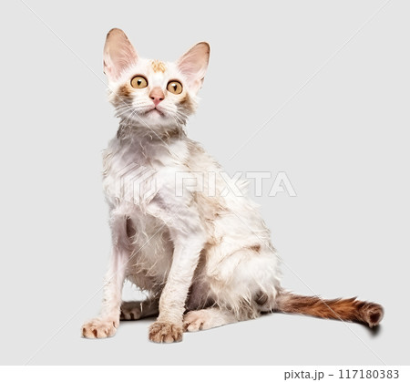 猫(デボンレックス) 猫(デボンレックス) 117180383