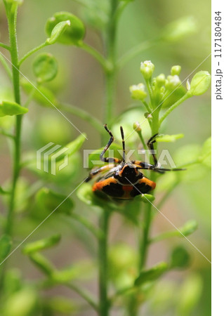 雑草にとまるナガメ(菜亀) 雑草にとまるナガメ(菜亀) 117180484