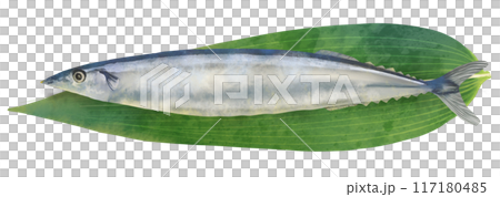 Pacific saury watercolor illustration 117180485