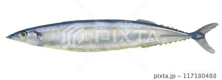秋刀魚の水彩画イラスト 117180488