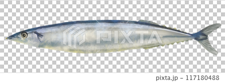 秋刀魚の水彩画イラスト 117180488