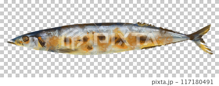 鹽烤劍魚的水彩插圖 鹽烤劍魚的水彩插圖 117180491