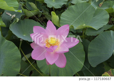 ハスの花 117180687
