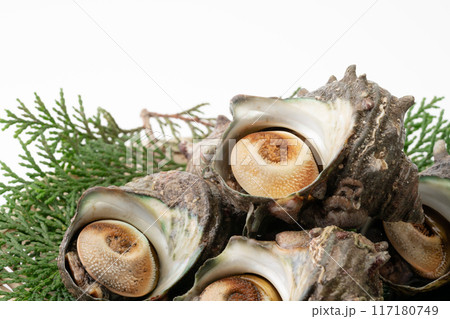 サザエのクローズアップ 117180749