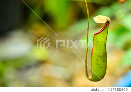 Tropical pitcher plants in nature 117180809
