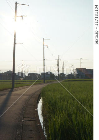 朝のたんぼ道 朝のたんぼ道 117181104