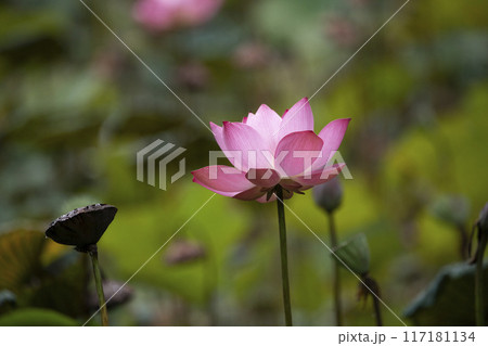 The pink lotus is surrounded by green lotus leaves The pink lotus is surrounded by green lotus leaves 117181134