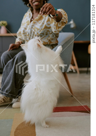 Curious white Pomeranian performing a trick while woman wearing patterned top engages him in living room environment without visible natural light 117181314