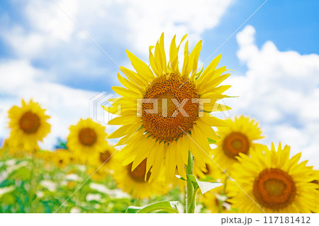 家の周りの草花　四季の色々　真夏の太陽に向かって咲く黄色い大輪のヒマワリ 117181412