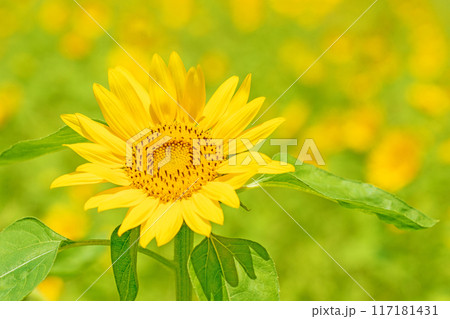 家の周りの草花 四季の色々 真夏の太陽に向かって咲く黄色い大輪のヒマワリ 家の周りの草花 四季の色々 真夏の太陽に向かって咲く黄色い大輪のヒマワリ 117181431