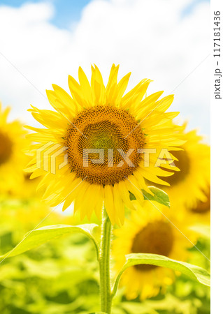 家の周りの草花　四季の色々　真夏の太陽に向かって咲く黄色い大輪のヒマワリ 117181436