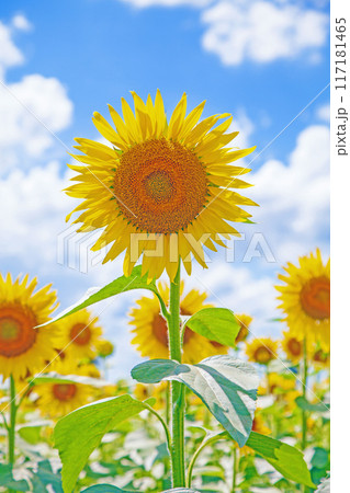 家の周りの草花 四季の色々 真夏の太陽に向かって咲く黄色い大輪のヒマワリ 家の周りの草花 四季の色々 真夏の太陽に向かって咲く黄色い大輪のヒマワリ 117181465