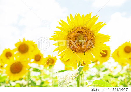 家の周りの草花 四季の色々 真夏の太陽に向かって咲く黄色い大輪のヒマワリ 家の周りの草花 四季の色々 真夏の太陽に向かって咲く黄色い大輪のヒマワリ 117181467