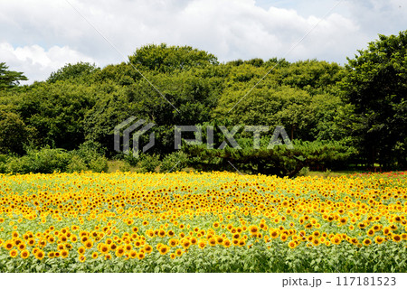 国営ひたち海浜公園　2023-8-12　＃64 117181523