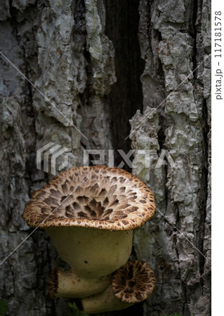 木に生えた茶色のキノコ 117181578