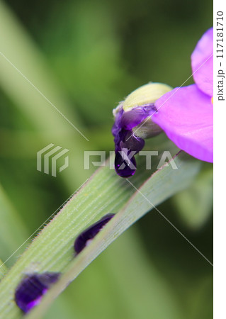 ムラサキツユクサの花から落ちろ紫の水滴 ムラサキツユクサの花から落ちろ紫の水滴 117181710