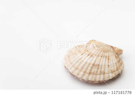 ホタテガイ 右殻 ホタテガイ 右殻 117181776