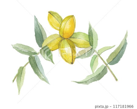 水彩で描いたペカンナッツ 水彩で描いたペカンナッツ 117181966