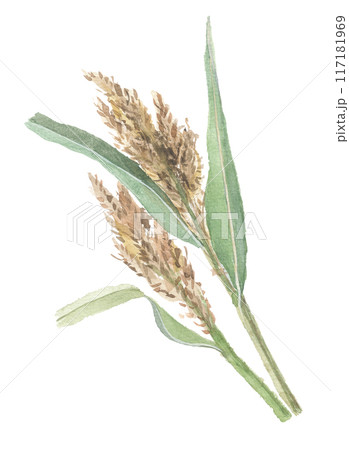 水彩で描いたタカキビ穂 117181969