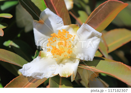 白い台湾椿（タイワンツバキ）の花 117182307