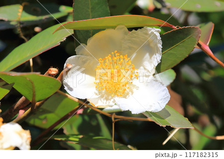 白い台湾椿(タイワンツバキ)の花 白い台湾椿(タイワンツバキ)の花 117182315