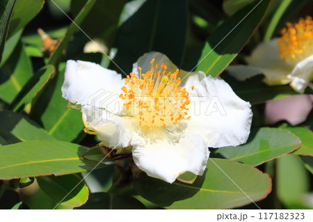白い台湾椿（タイワンツバキ）の花 117182323