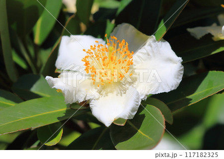 白い台湾椿(タイワンツバキ)の花 白い台湾椿(タイワンツバキ)の花 117182325