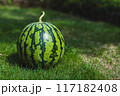 芝生の上のスイカ横ver.  117182408